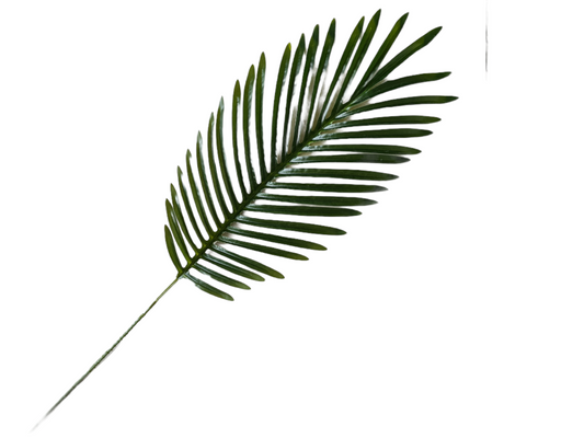 Tropical Fern